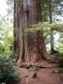 /album/photogallery/big-tree-on-meares-island-jpg1/